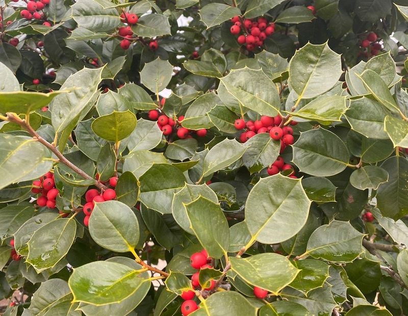 American Holly 