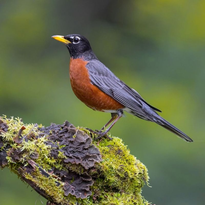 American Robin The Spring’s Early Herald