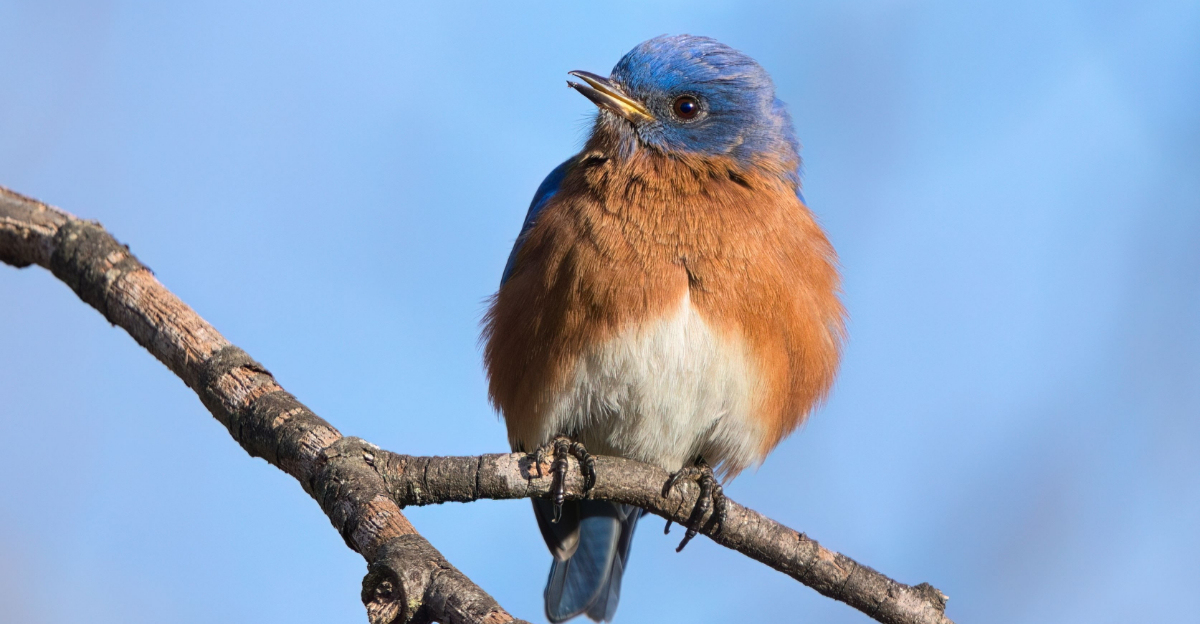 9 Birds In Ohio That Secretly Signal Warmer Weather