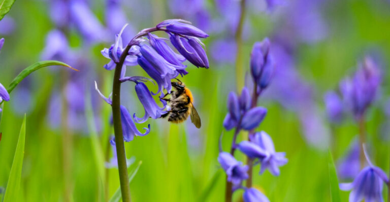 9 California Native Plants Bees Depend On In Early Spring