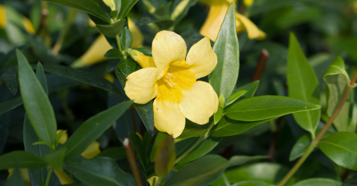 plant (featured image)