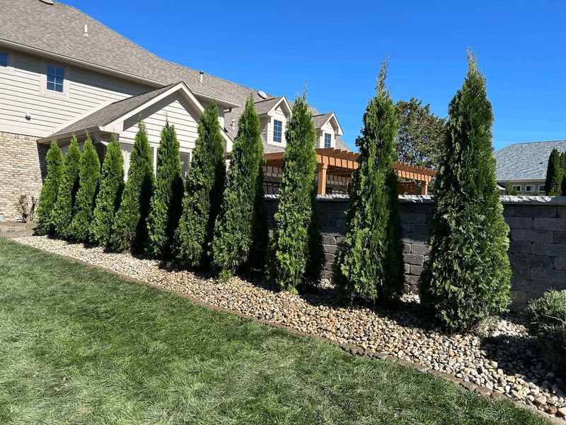 Arborvitae Creates A Year Round Green Screen