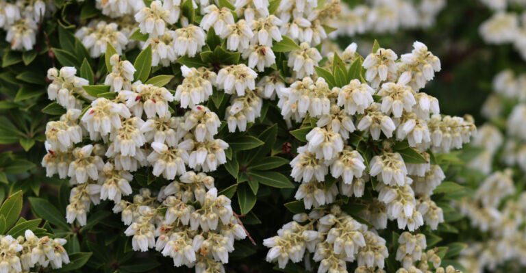 9 Cold-Hardy Evergreen Shrubs For Michigan Front Yards