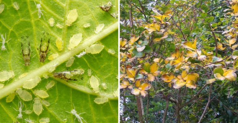 Pest problems and overwatering