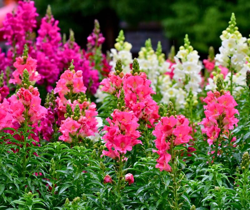 Snapdragons