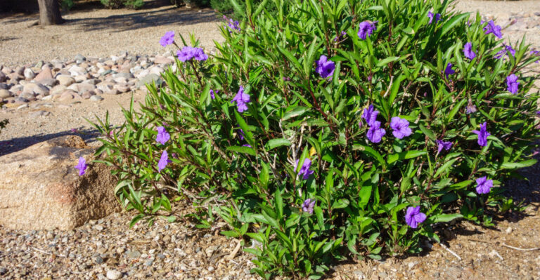 plant (featured image)