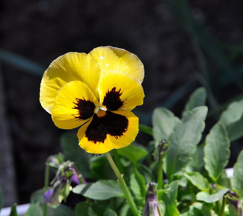 Pansies Bring Early Color To Cool Oregon Gardens