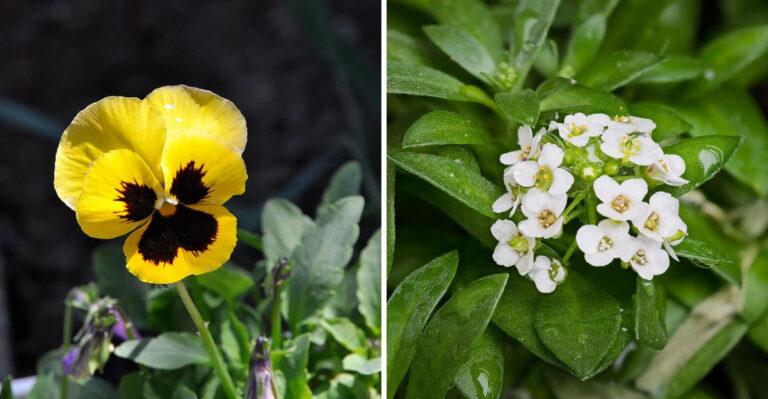 9 Easy Flowers To Start This March In Your Oregon Garden