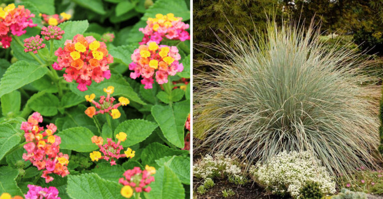 Lantana and blue oat grass