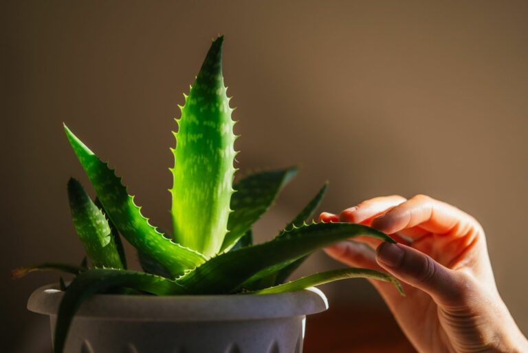aloe vera