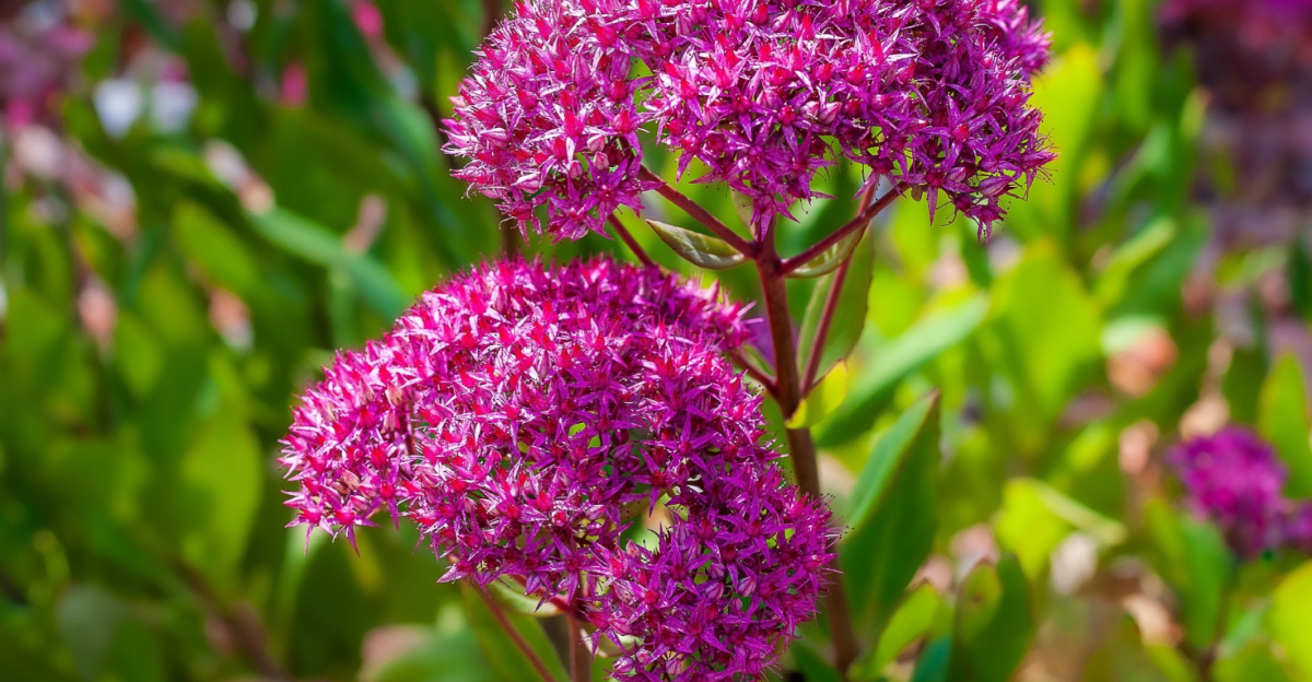 sedum flower