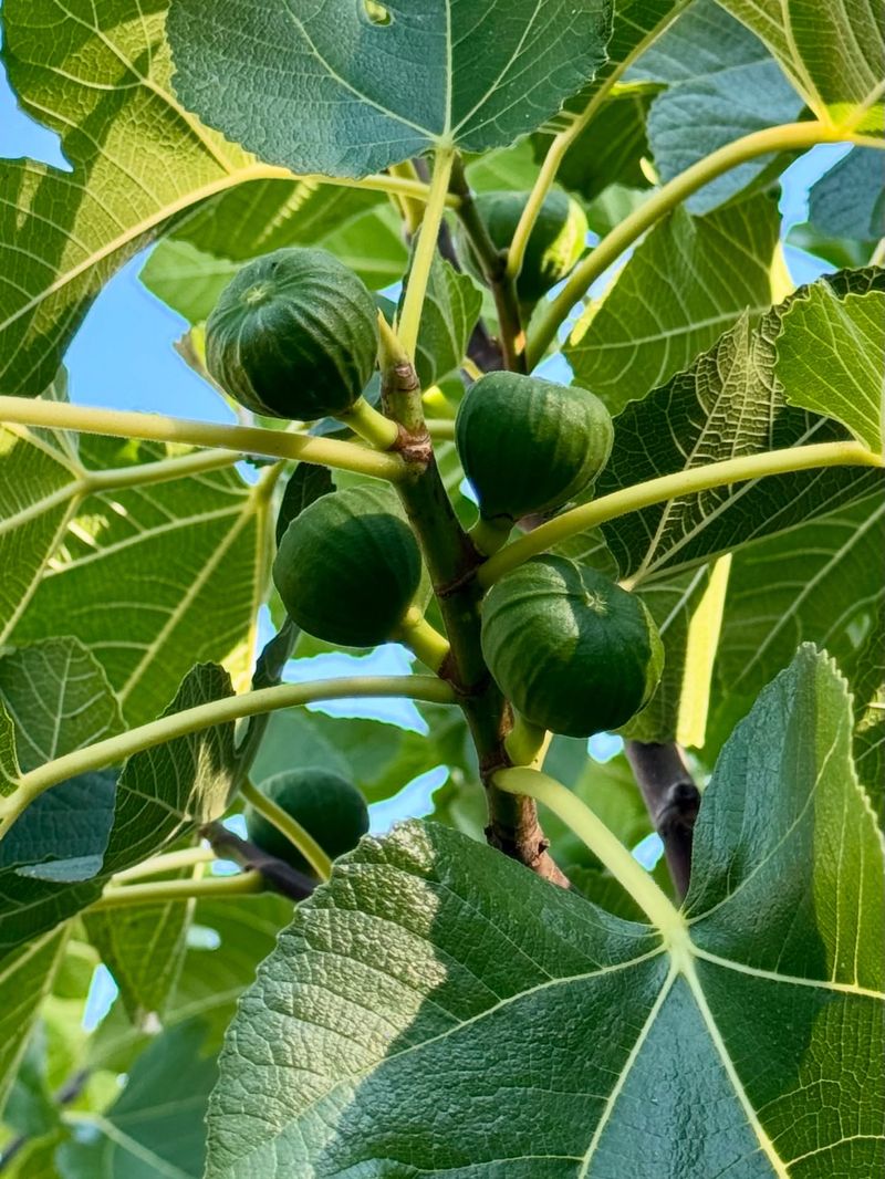 Fig Trees Establish Quickly And Mature Fast
