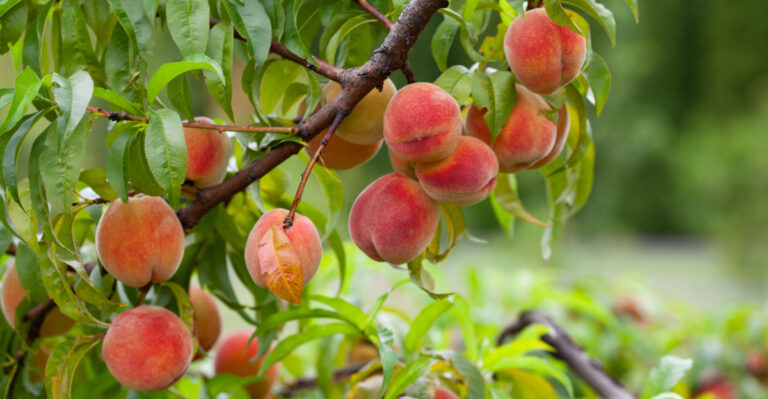 peach tree (featured image)