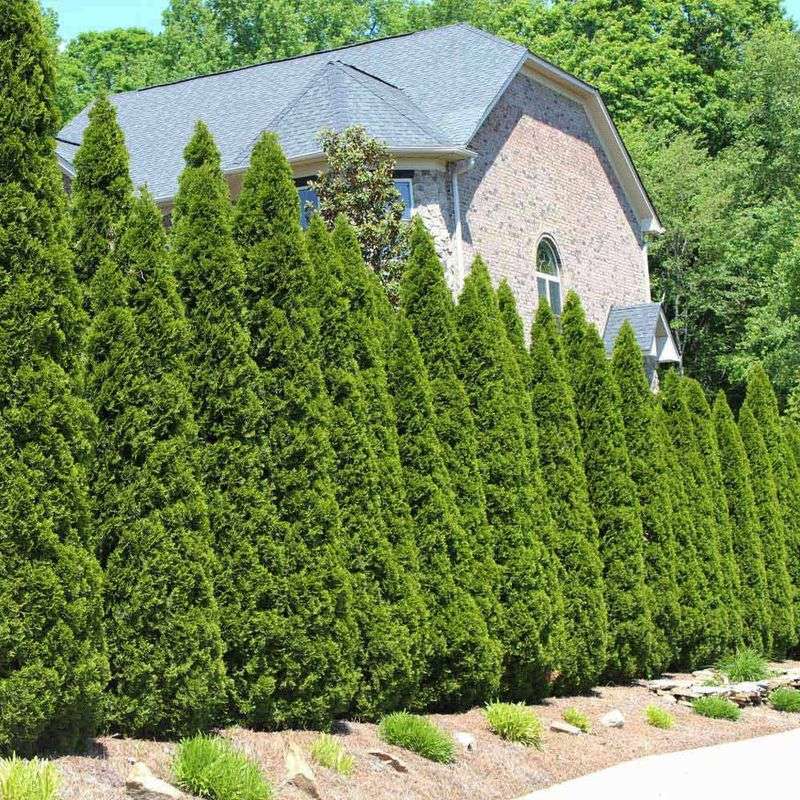 Plant American Arborvitae For Year Round Backyard Privacy