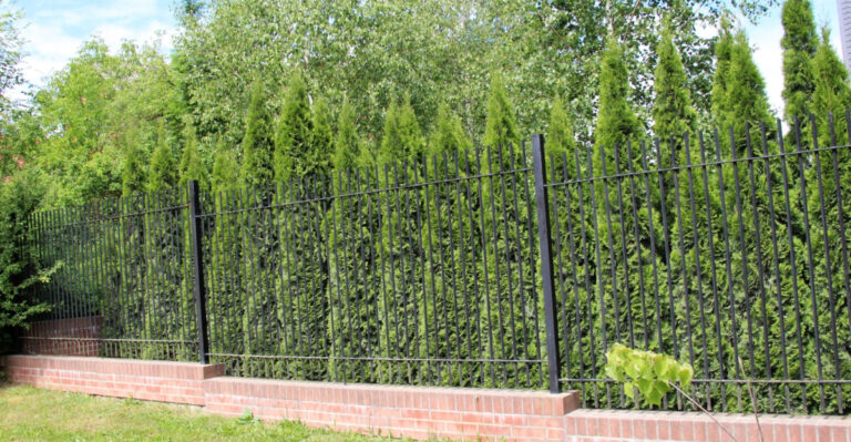 thuja privacy hedge