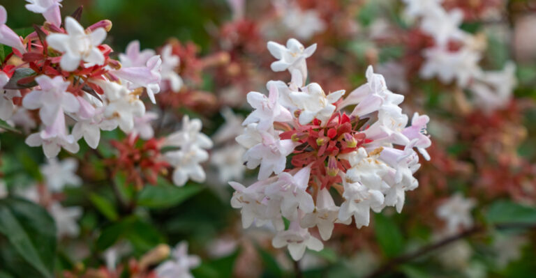 abelia