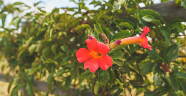 9 Flowering Vines Texas Gardeners Love For Backyard Privacy