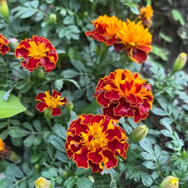 Marigolds