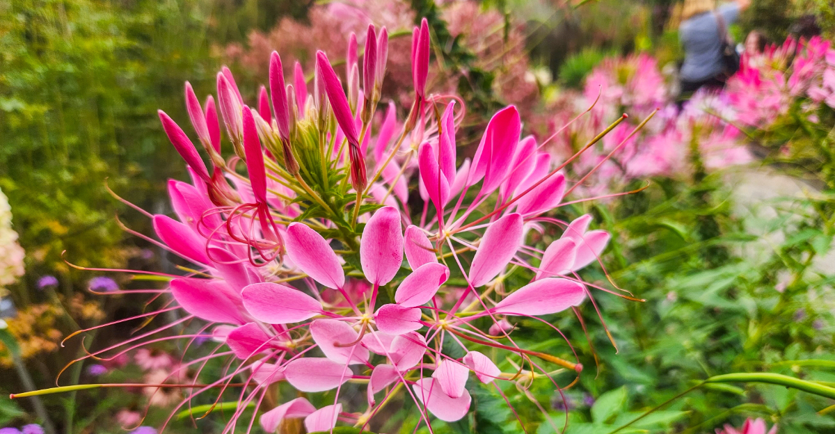 cleome