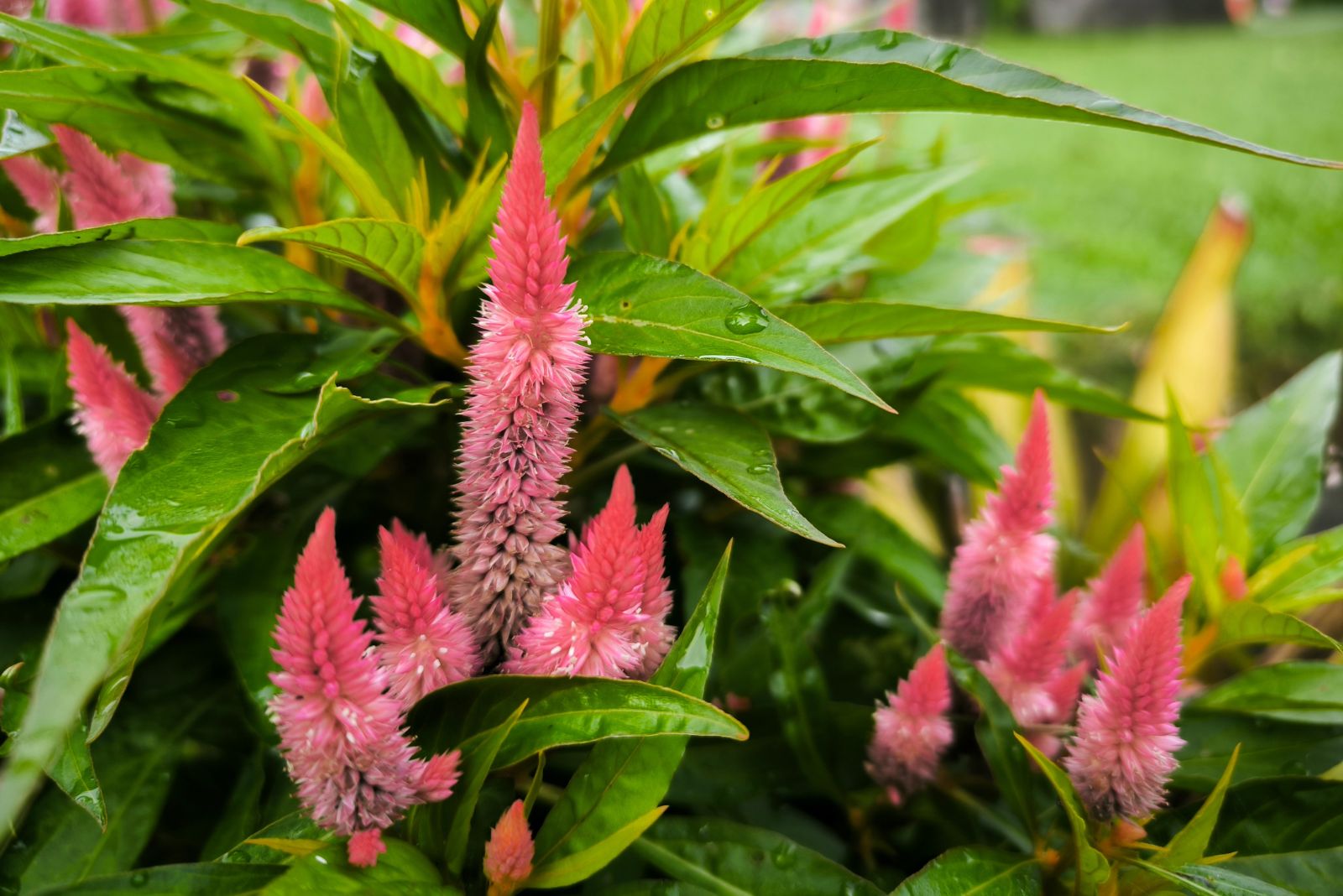 celosia