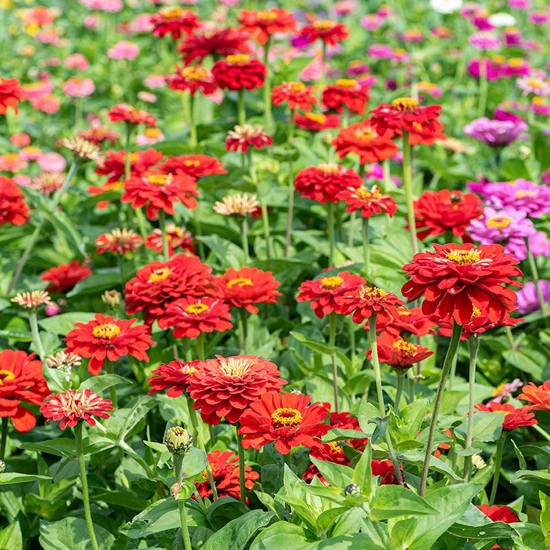 Zinnia (Zinnia elegans)
