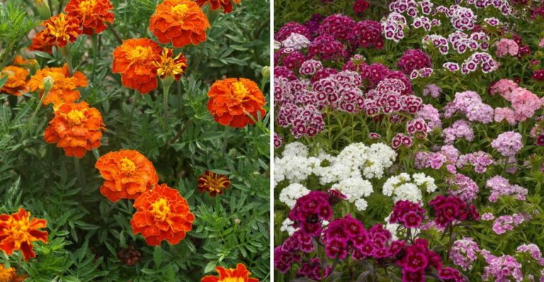 9 Flowers To Plant In North Carolina This March For Months Of Color