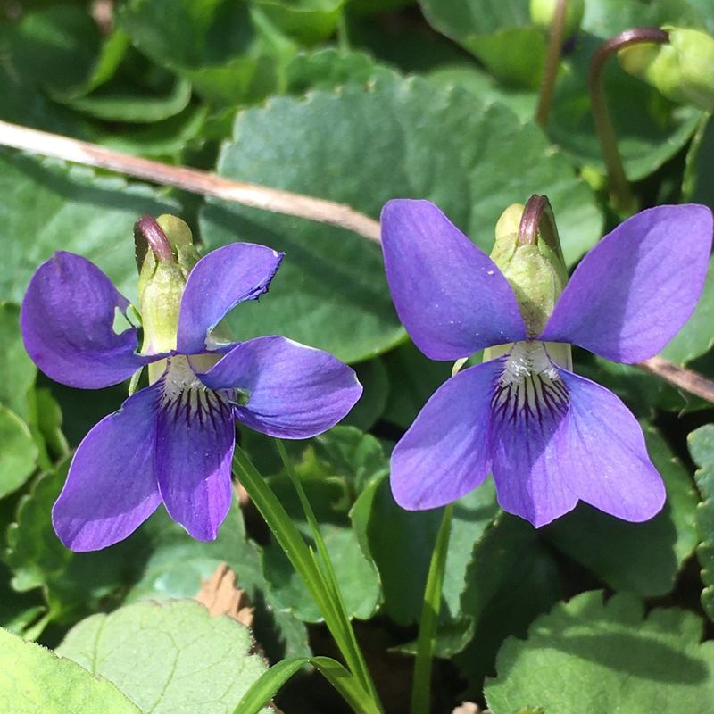 Violas Bringing Delicate Early Blooms
