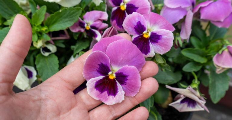 9 Flowers To Plant In Pennsylvania This March For Months Of Color