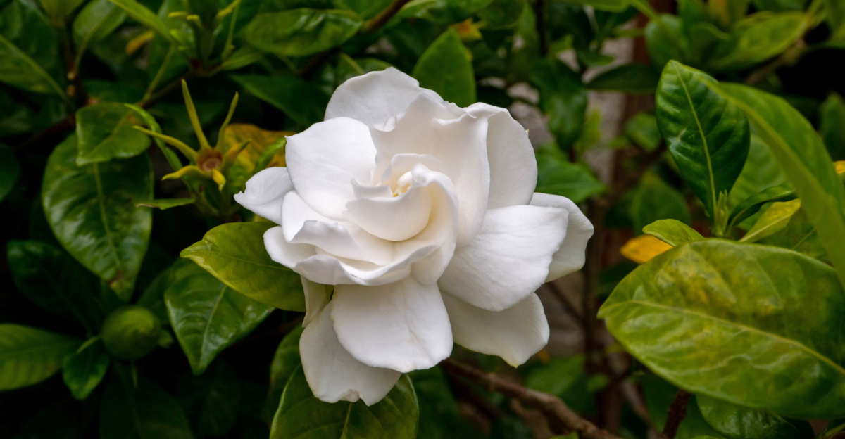 gardenia (featured image)