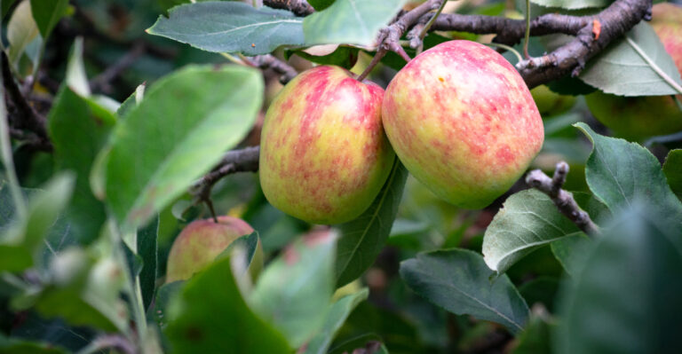 apple tree (featured image)