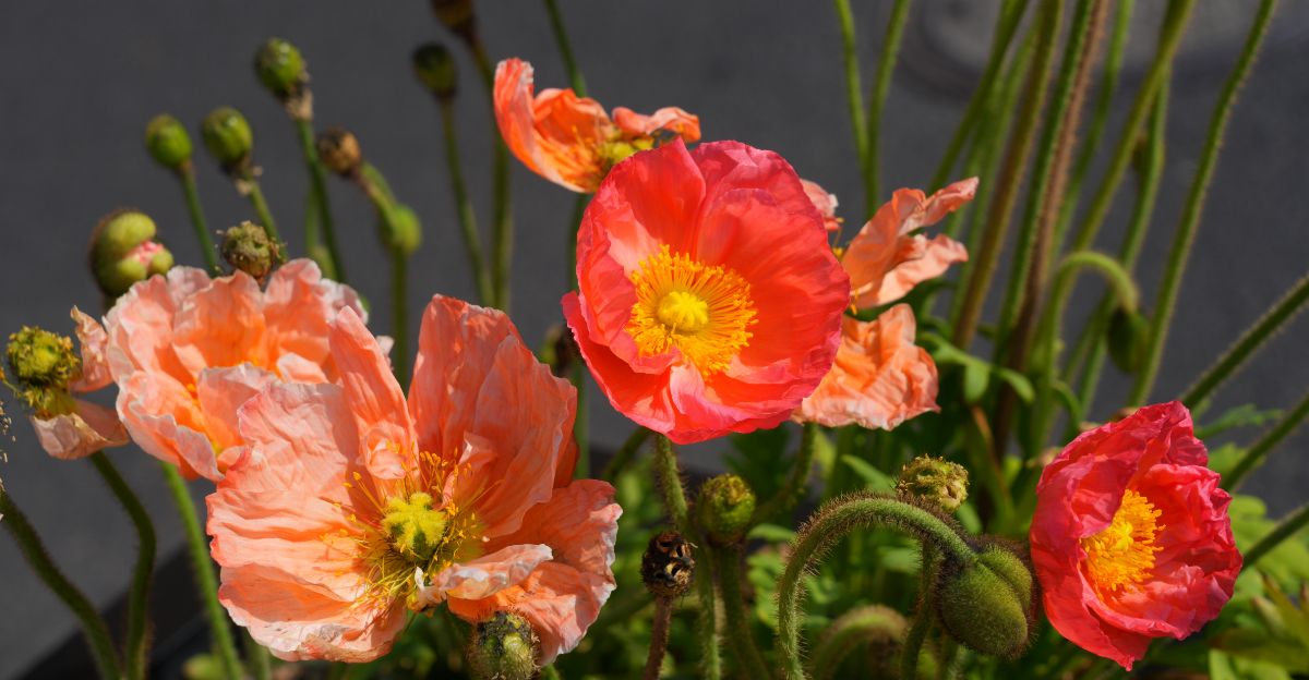 9 Hardy Flowers Oregon Gardeners Can Plant Without Worry In March