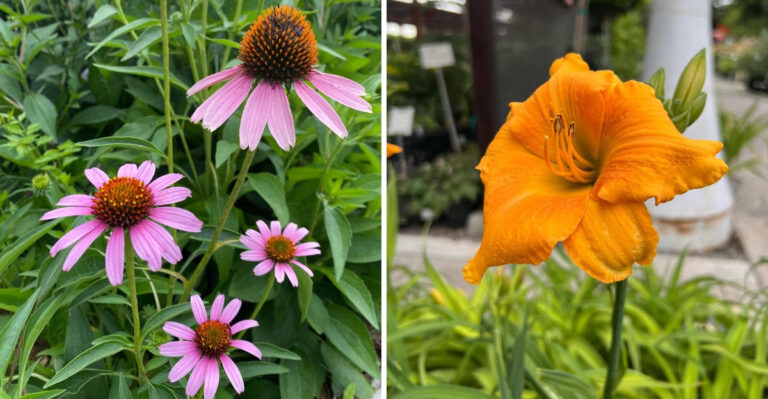 9 Hardy Perennials To Plant In March For A Low-Maintenance Georgia Garden