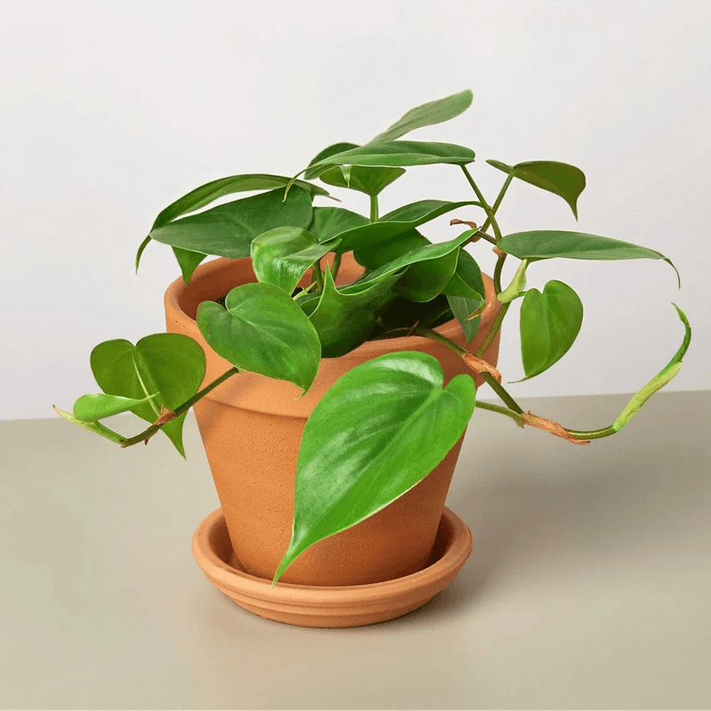 Heartleaf Philodendron Brings Soft Romantic Greenery