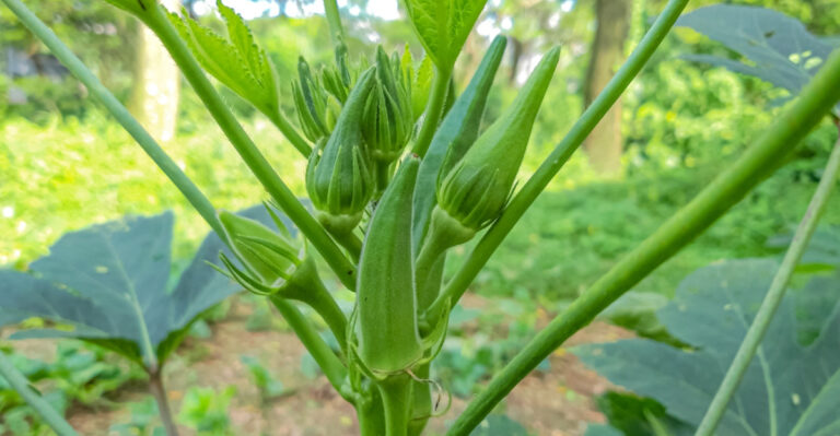 okra