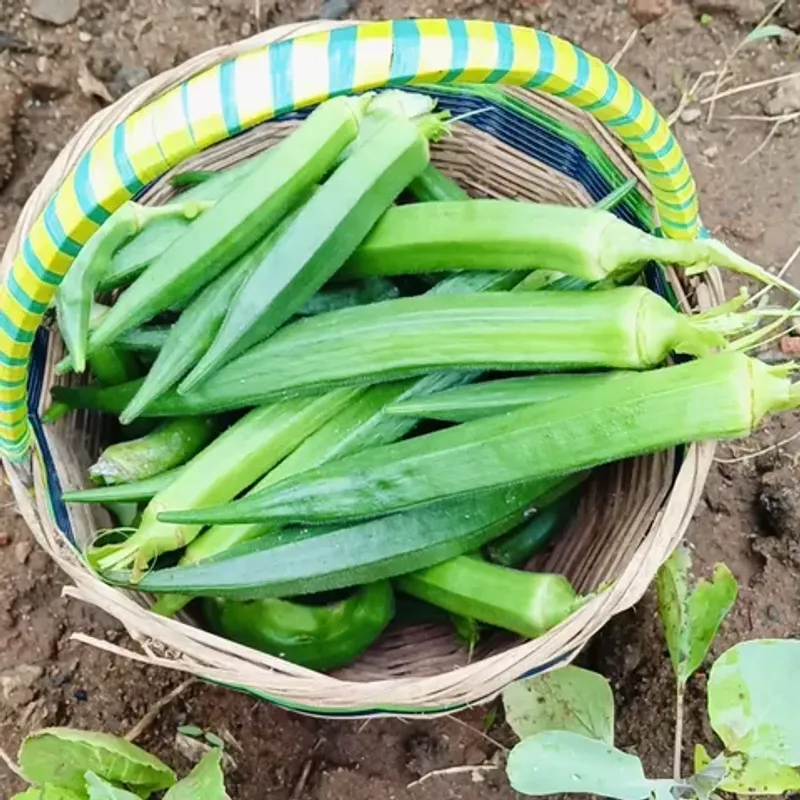 Plant Okra For Nonstop Summer Harvests