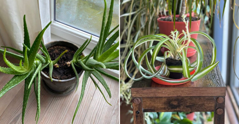 dividing houseplants