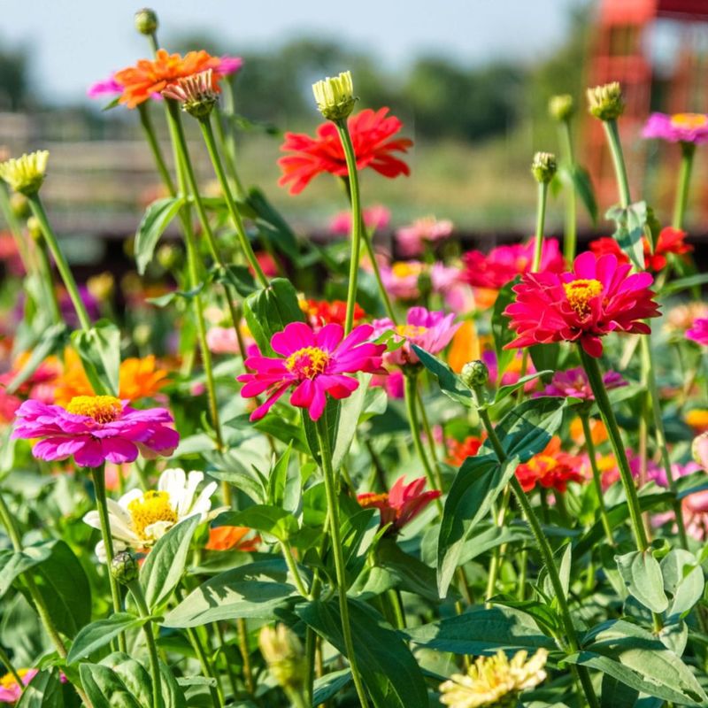 Zinnias