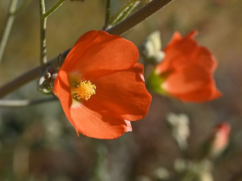 Desert Globemallow Brings Soft Color Through The Heat