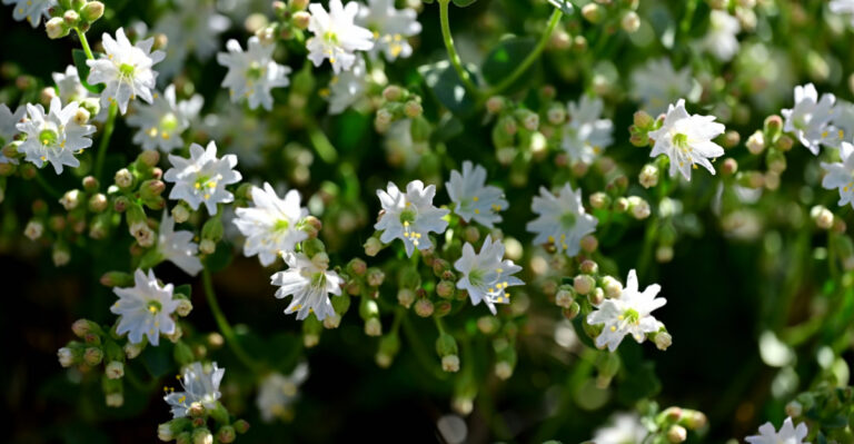 9 Low-Maintenance Perennials That Handle Arizona Heat With Less Fuss