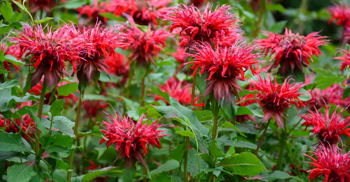 bee balm