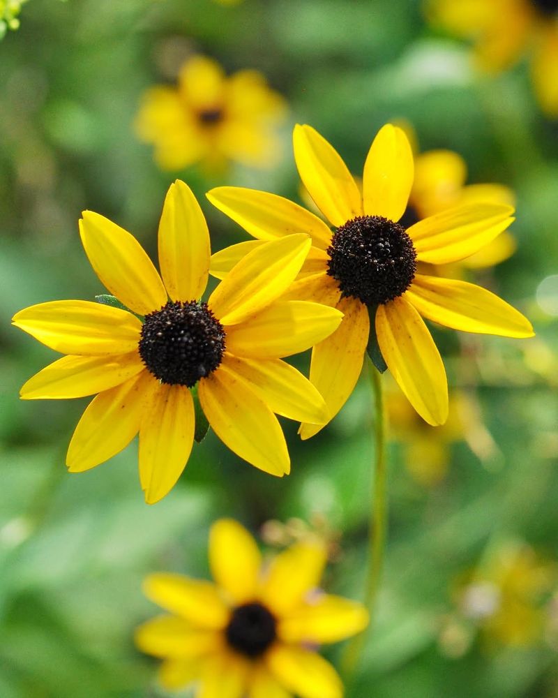 If You Forget To Water, Black Eyed Susan Keeps Going