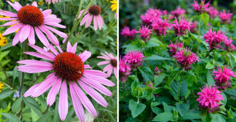 9 Low Maintenance Perennials That Thrive On Neglect In Georgia