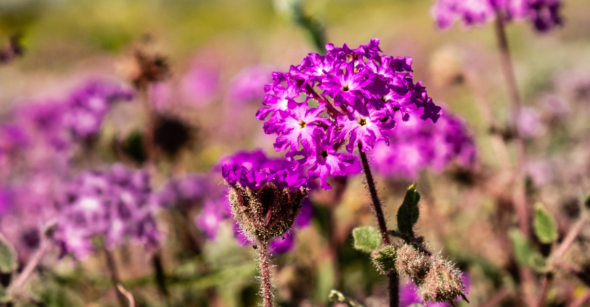 plant (featured image)