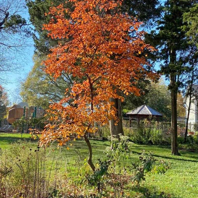 Downy Serviceberry Takes Off Early With White Spring Blooms