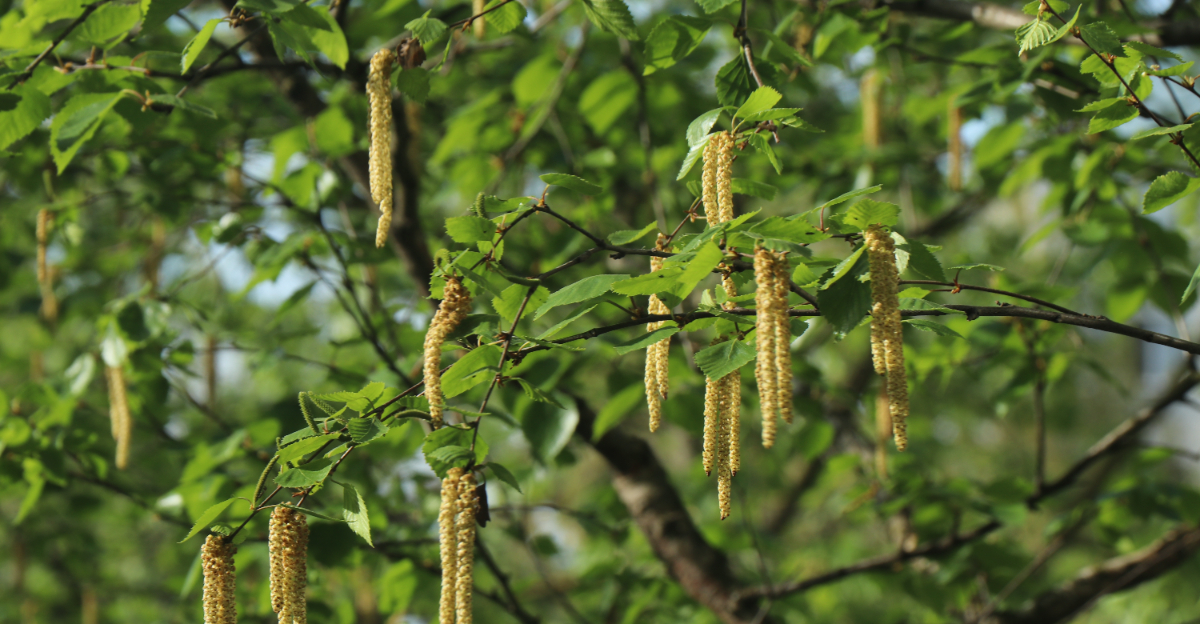 tree (featured image)