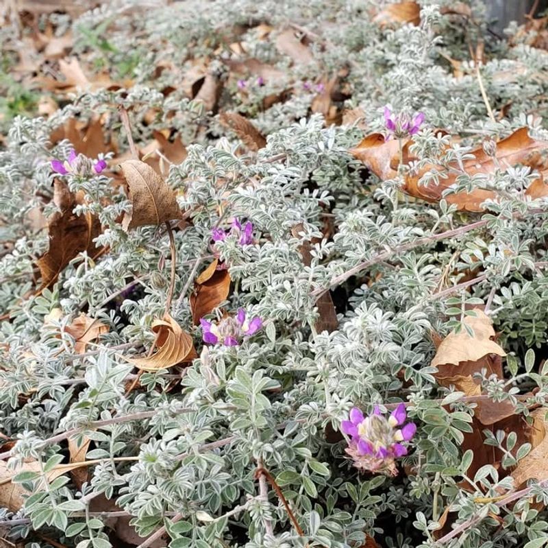 Trailing Dalea Forms A Soft Silver Carpet Across Dry Desert Soil