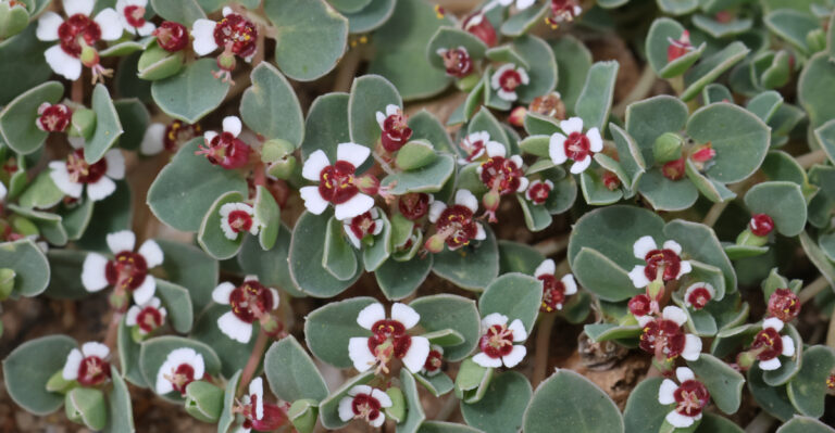 plant (featured image)