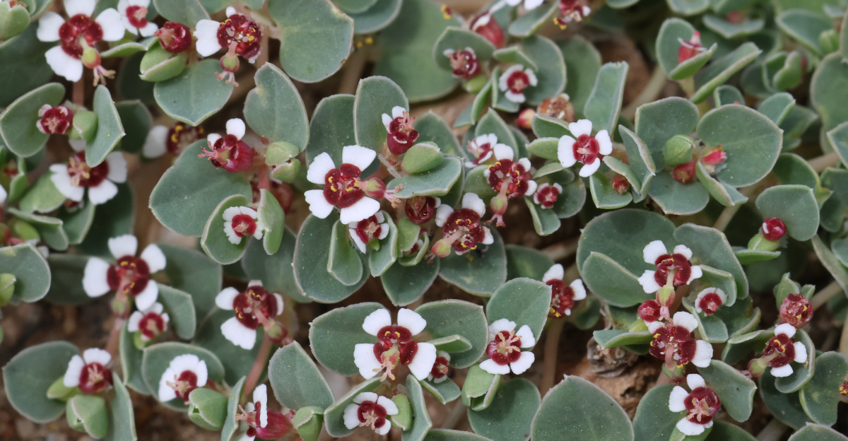 plant (featured image)