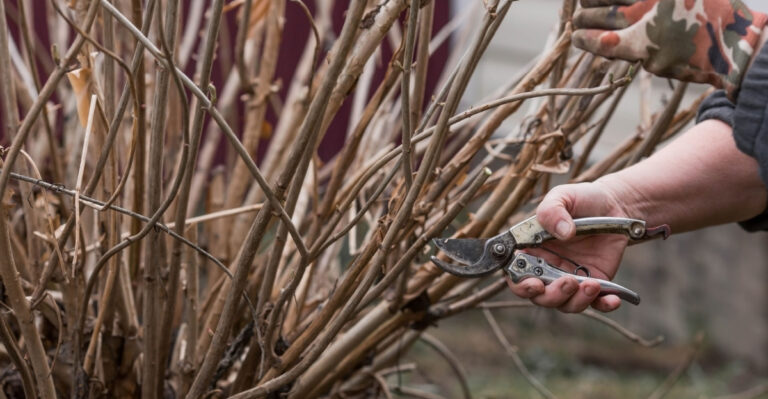 gardener prunes plant