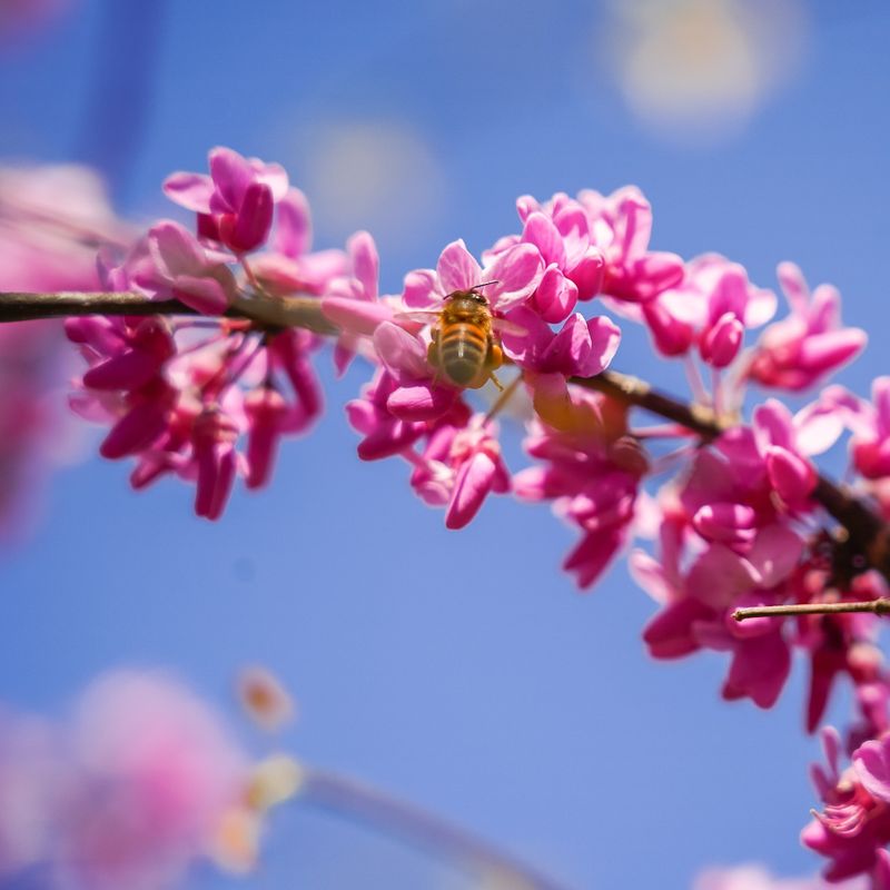 Eastern Redbud Brings Spring Color Without Racing Skyward